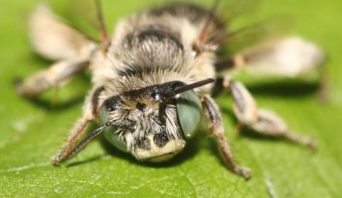 Réf. 347 245 : Anthophora bimaculata